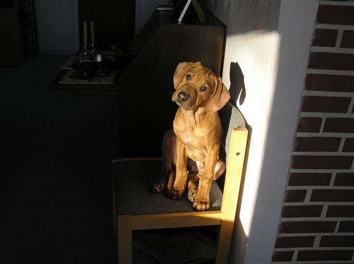 Rhodesian ridgeback Berko billede 3