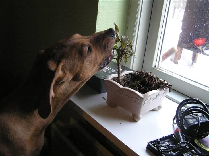 Rhodesian ridgeback Berko - Hov Berko, det må du vist ikke :=) billede 4