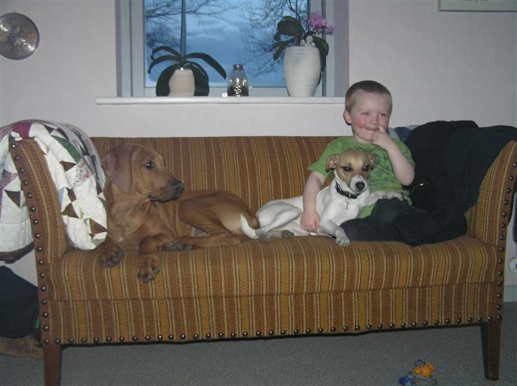 Rhodesian ridgeback Berko - Hygger med Fie og Jonathan (: <3 billede 5