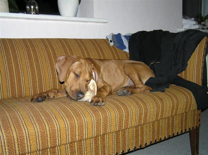 Rhodesian ridgeback Berko - Mit kødben :P billede 6