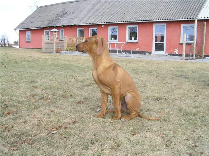 Rhodesian ridgeback Berko billede 7