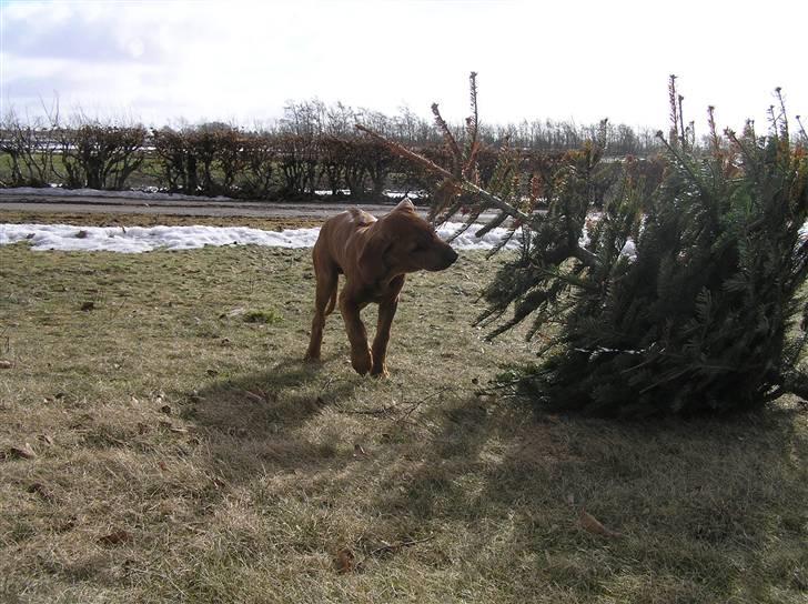 Rhodesian ridgeback Berko billede 8