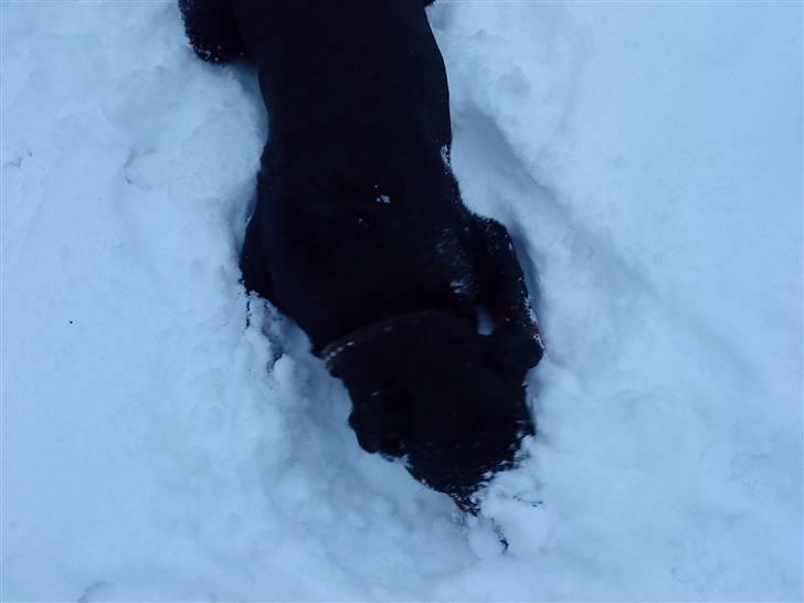 Rottweiler hubert - Hubert graver sig ned i sneen:D billede 18