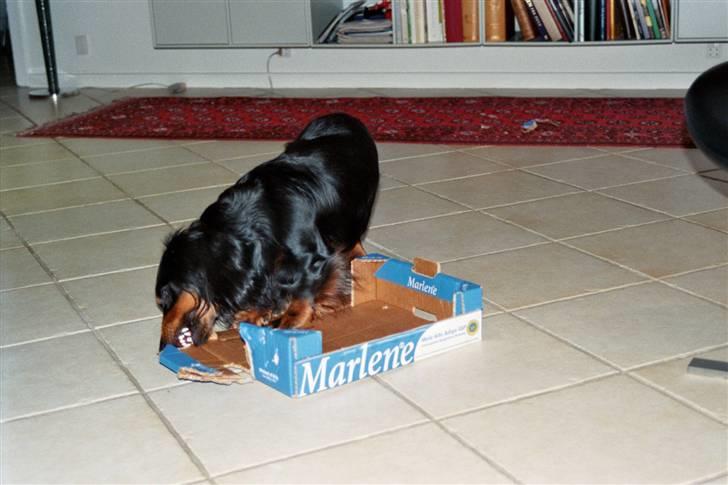 Gravhund Karl  - tag den, dumme papkasse  billede 20