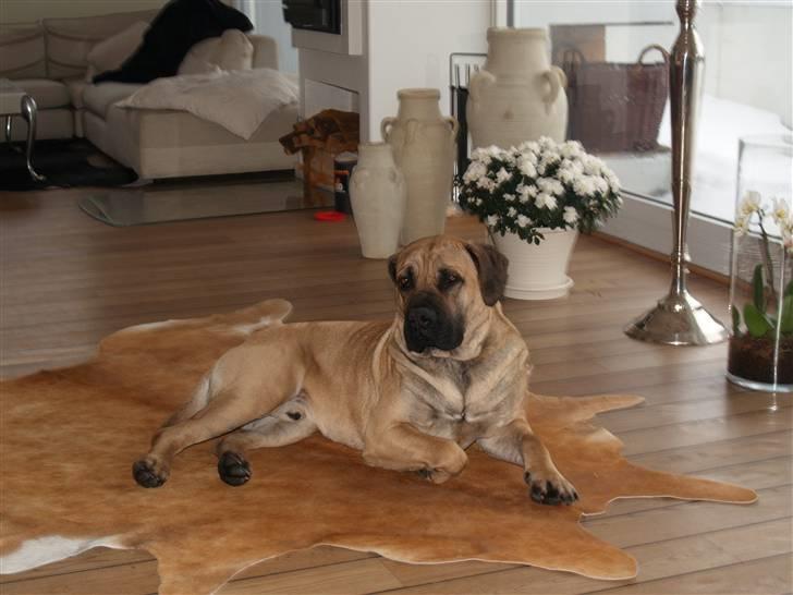 Boerboel Junior(Juny) - Ahhhhh dette er livet....mæt, glad  og elsket billede 1