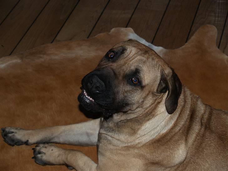 Boerboel Junior(Juny) - vi kan altså godt smile på den fede måde? billede 2