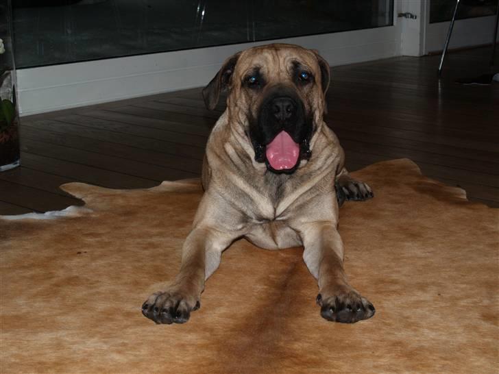 Boerboel Junior(Juny) - Her er jeg så lidt pubertets guffy.... billede 3