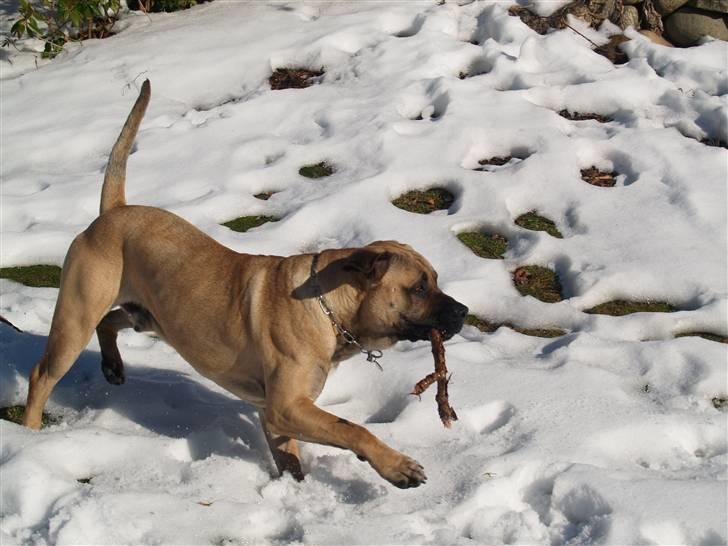 Boerboel Junior(Juny) - Jager vildt i haven.....øh pind billede 4