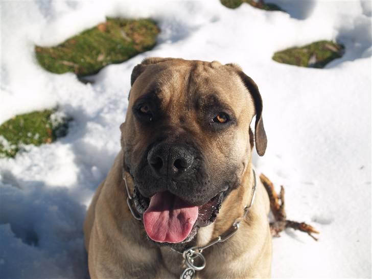 Boerboel Junior(Juny) - Hej alle sammen jeg er en Boerboel og jeg hedder Juny billede 5
