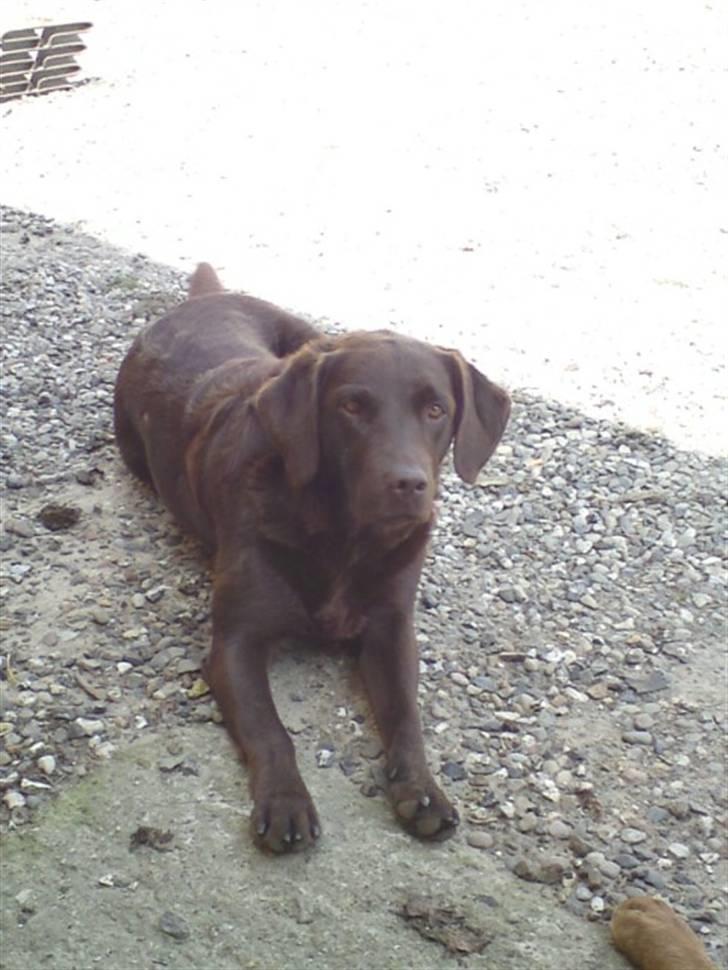 Labrador retriever Fie billede 1