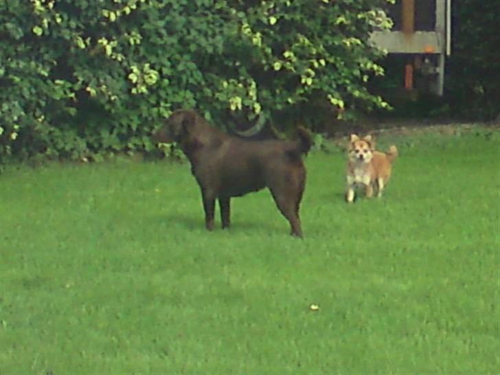 Labrador retriever Fie billede 2