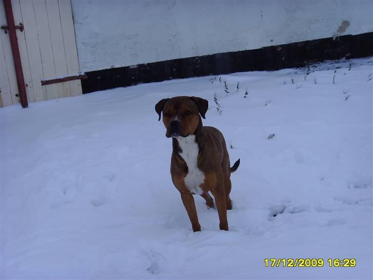 Blanding af racer Balou - .R.I.P - Jeg er altså ikke så vild med at det er så koldt :-) billede 1