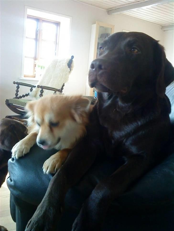 Labrador retriever Fie billede 3