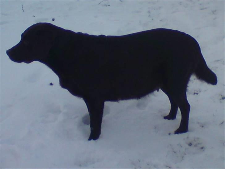 Labrador retriever Fie billede 4