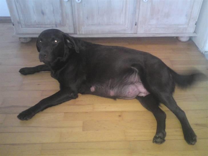 Labrador retriever Fie billede 5