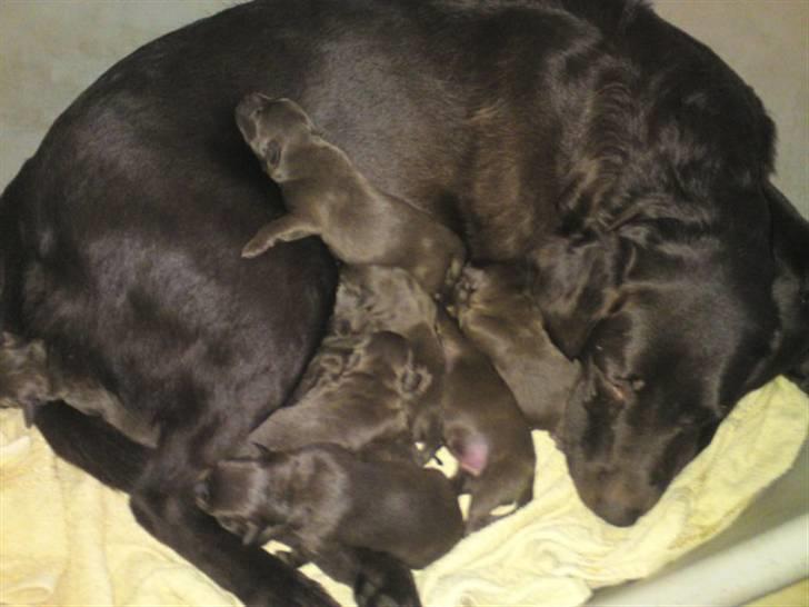 Labrador retriever Fie billede 6