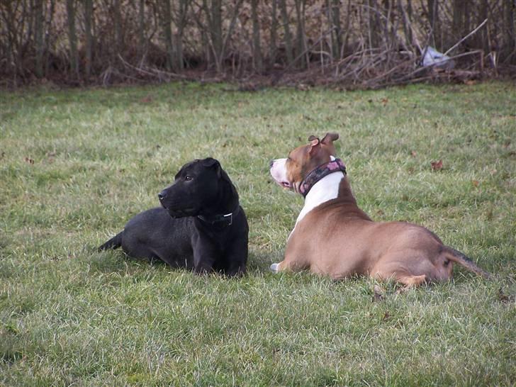 Blanding af racer Money (Amstaff/Ambull) - Mig og Ozzy spejder på savannen.. hehe billede 18