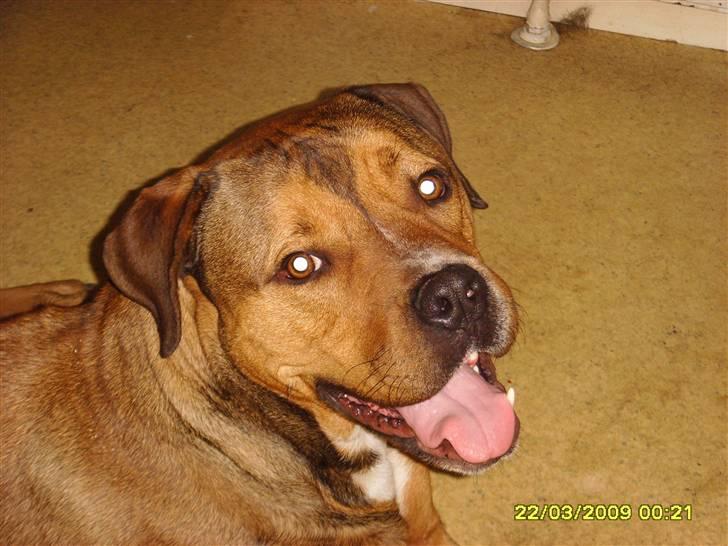 Blanding af racer Balou - .R.I.P - Ja ved godt at jeg er dejlig!! :-) billede 2