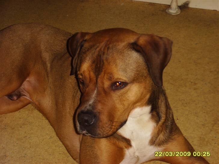 Blanding af racer Balou - .R.I.P - Hov hvad var nu det??  billede 3