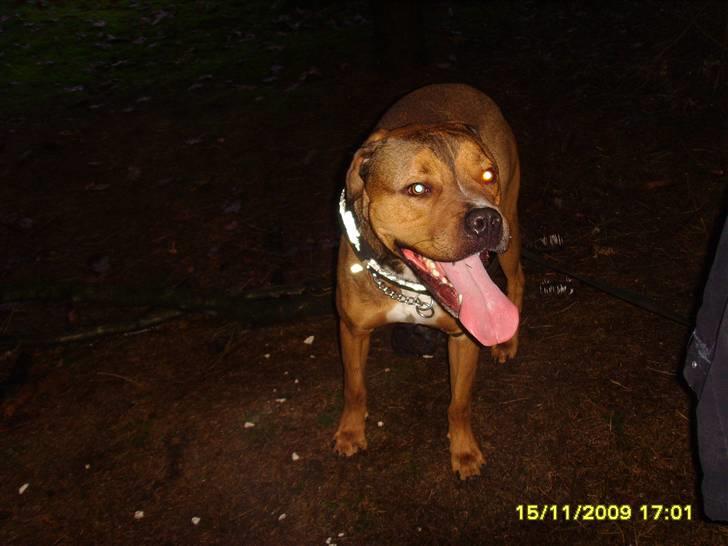 Blanding af racer Balou - .R.I.P - Min menneskemor og jeg leger ude i skoven...... :-) billede 4