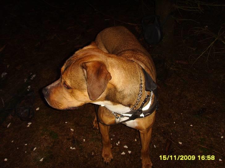 Blanding af racer Balou - .R.I.P - Hov hvad  nu det for en lyd!!!  billede 5