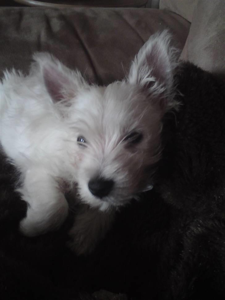 West highland white terrier Magnus Airas billede 5