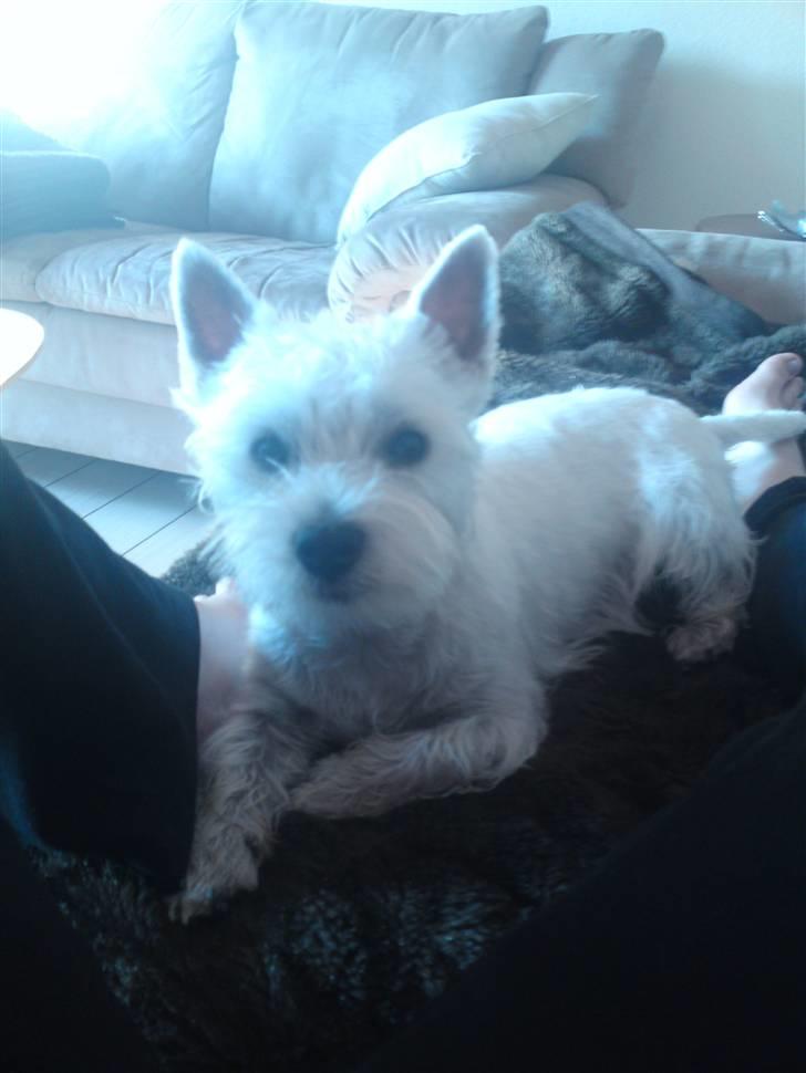 West highland white terrier Magnus Airas billede 6