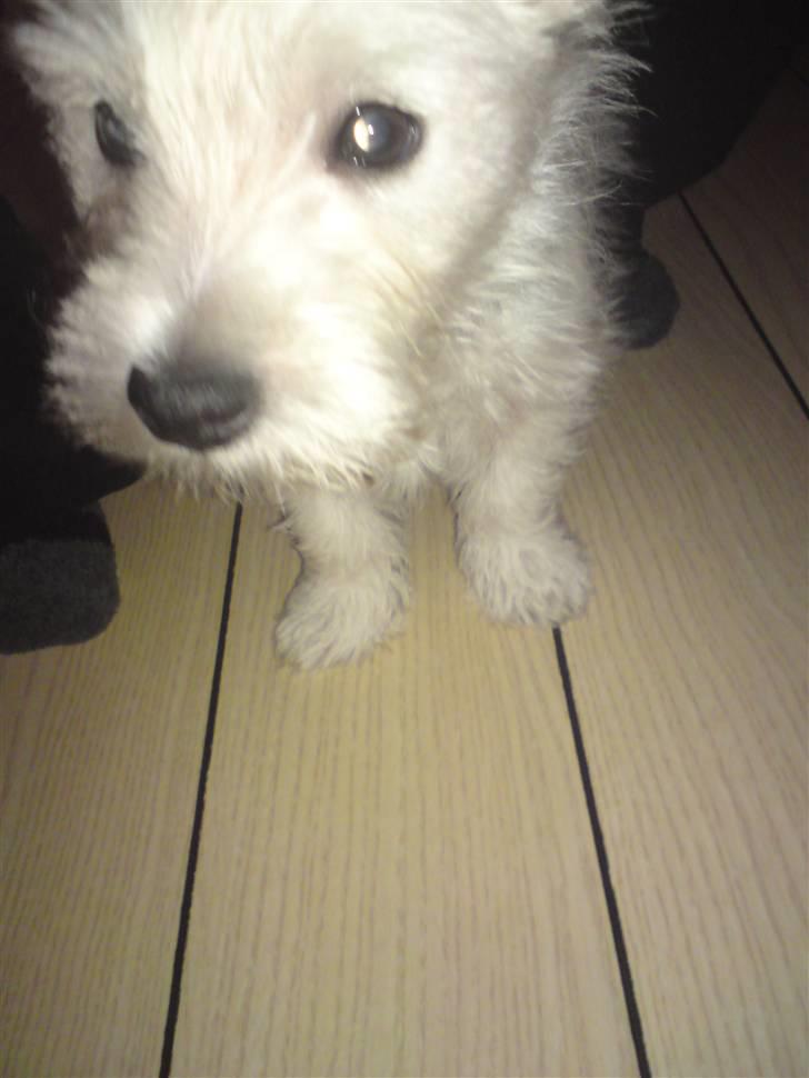 West highland white terrier Magnus Airas billede 7