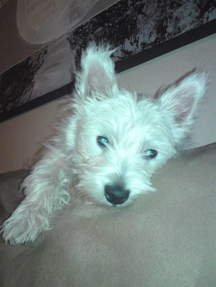 West highland white terrier Magnus Airas billede 8