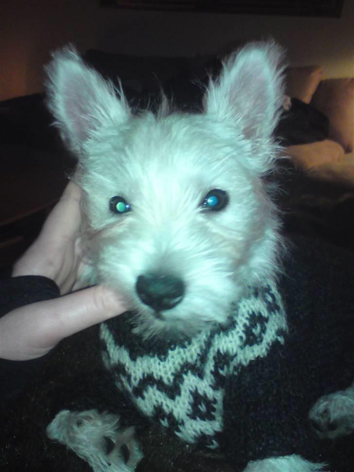 West highland white terrier Magnus Airas billede 9