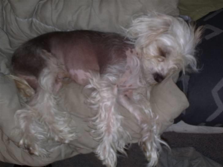 Chinese crested hårløs Viktor (R.I.P ): billede 17