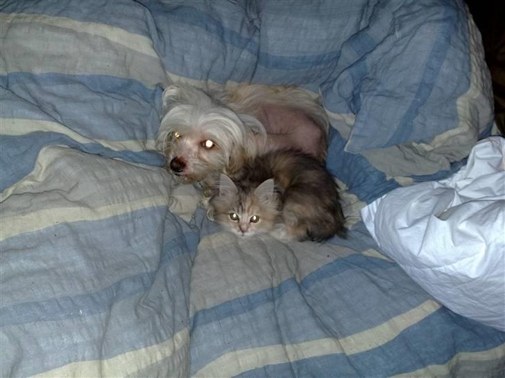 Chinese crested hårløs Viktor (R.I.P ): billede 18