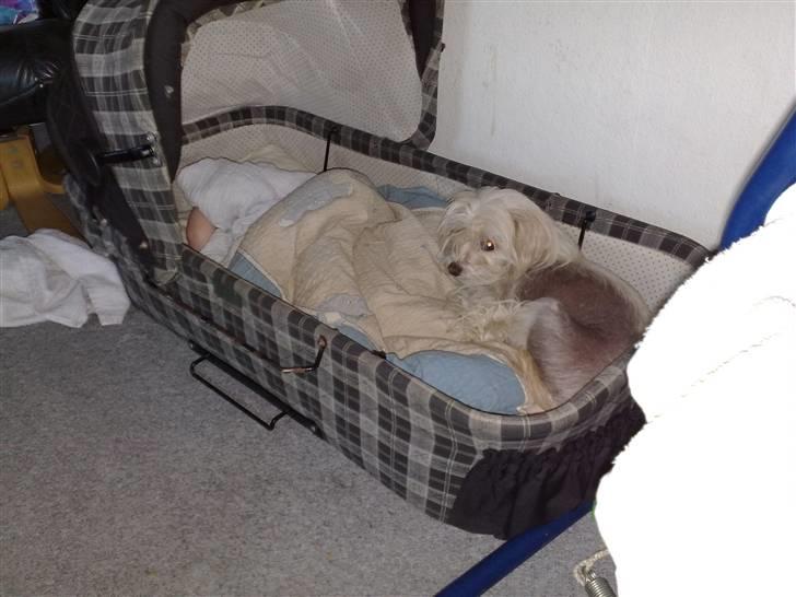 Chinese crested hårløs Viktor (R.I.P ): billede 19