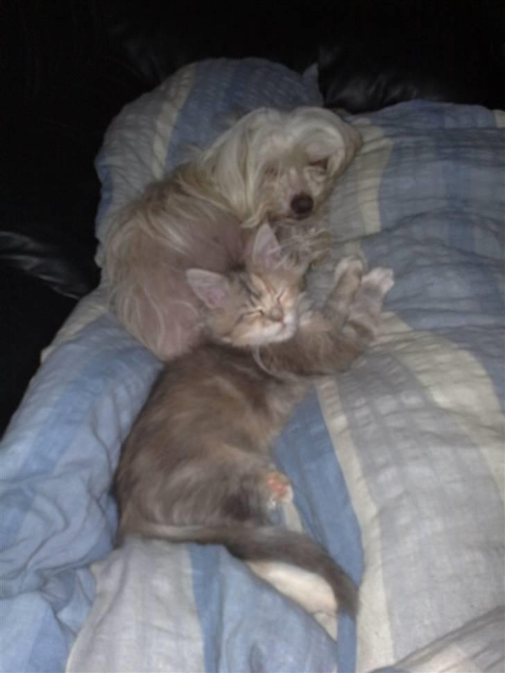 Chinese crested hårløs Viktor (R.I.P ): billede 20