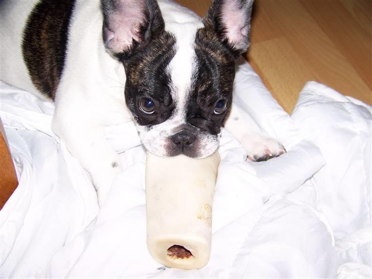 Fransk bulldog Daimi billede 11