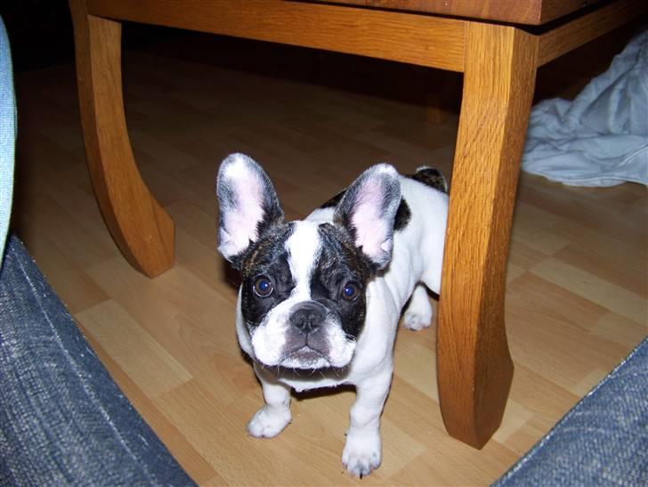 Fransk bulldog Daimi billede 12