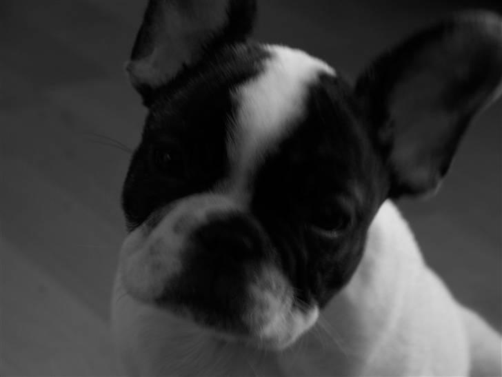 Fransk bulldog Daimi billede 13