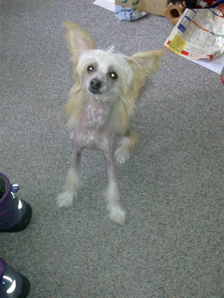 Chinese crested hårløs Lunse billede 12