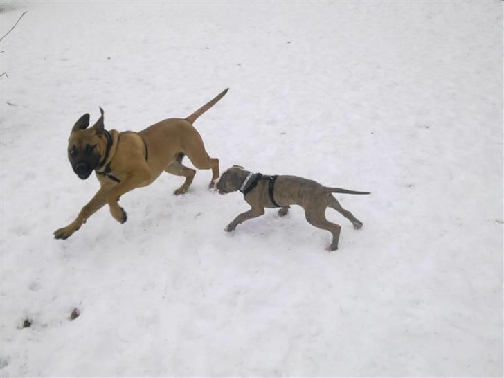 Amerikansk staffordshire terrier Bella billede 8