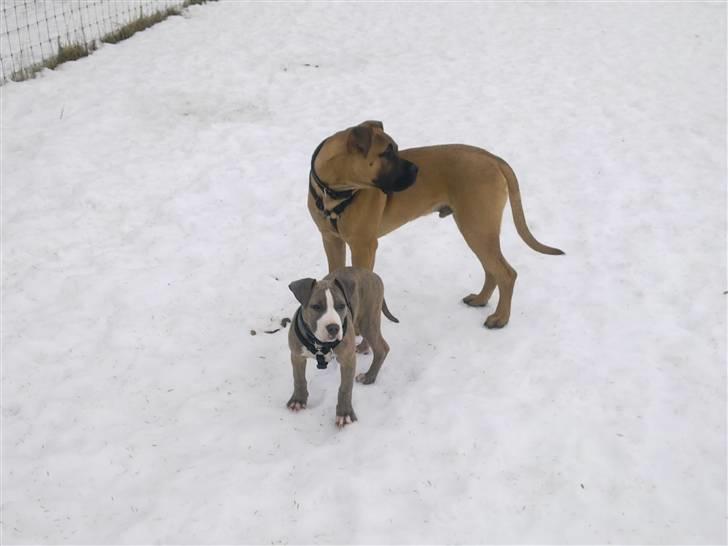 Amerikansk staffordshire terrier Bella billede 9