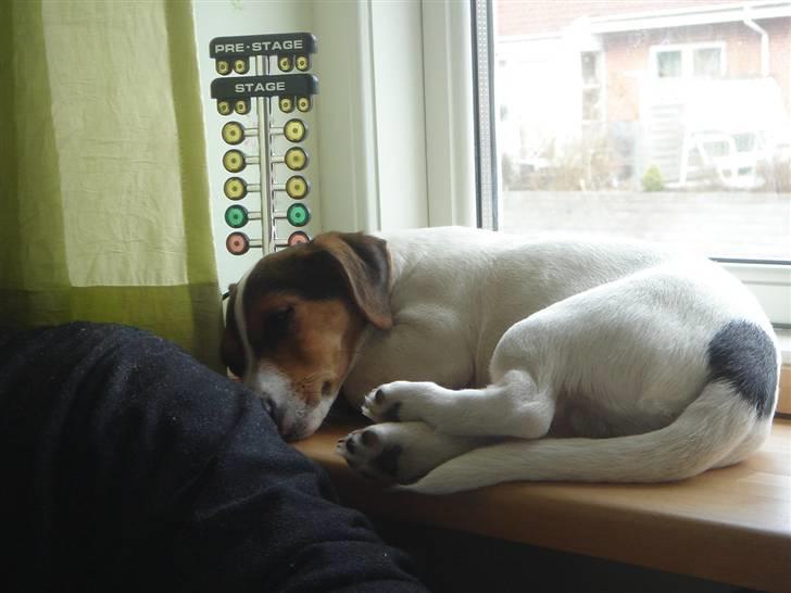 Jack russell terrier Ronaldo billede 1