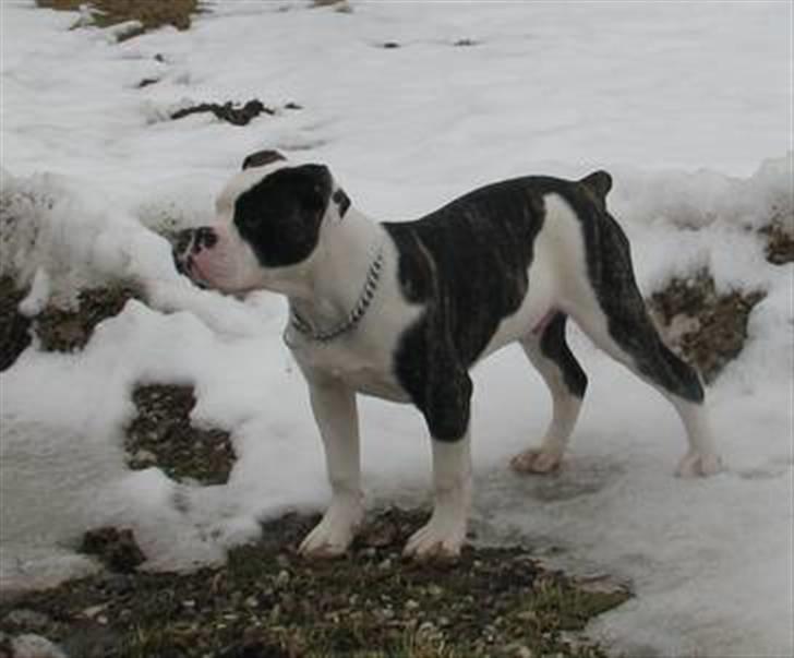 Olde english bulldogge tyson billede 1