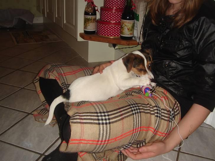 Jack russell terrier Ronaldo billede 2