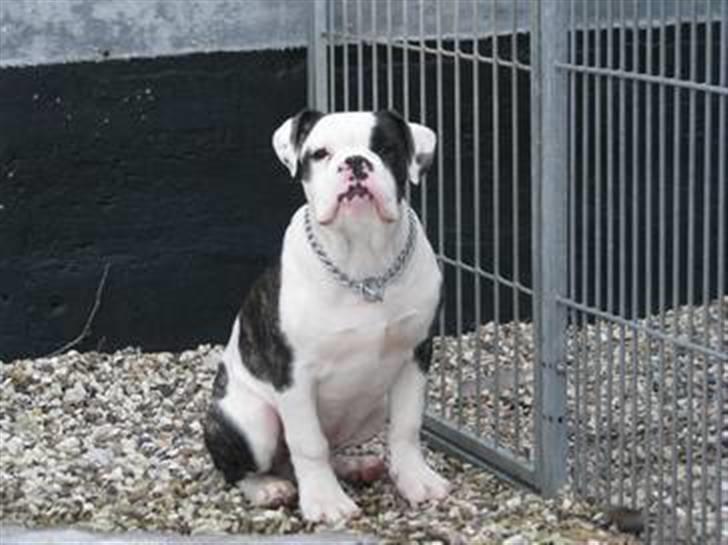 Olde english bulldogge tyson billede 2