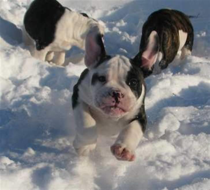 Olde english bulldogge tyson billede 3