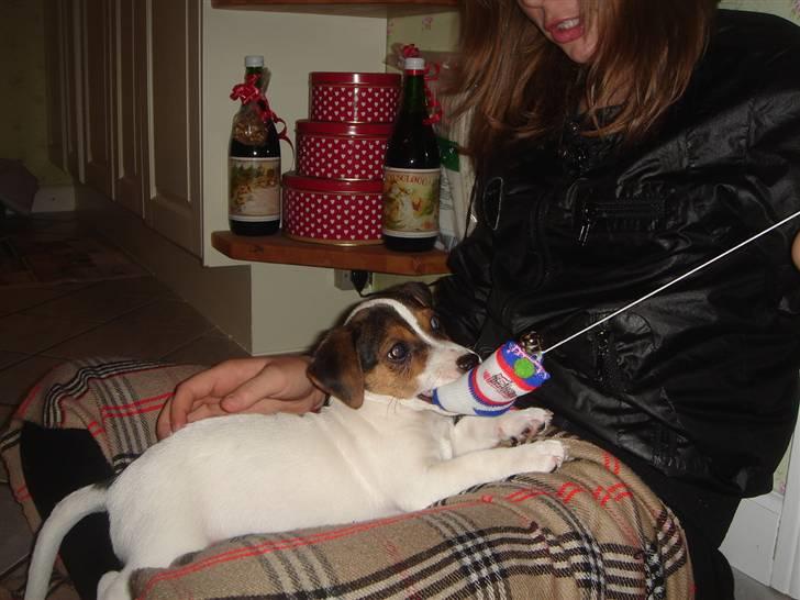 Jack russell terrier Ronaldo billede 3