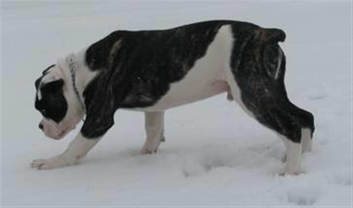 Olde english bulldogge tyson billede 4