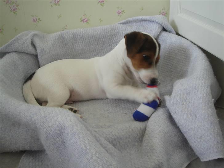 Jack russell terrier Ronaldo billede 5