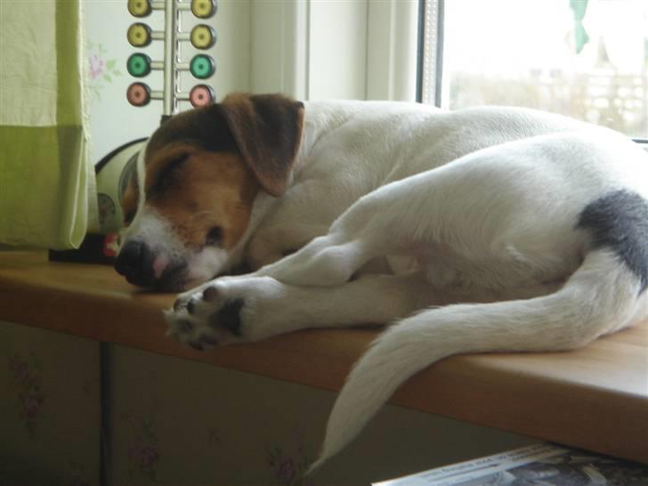 Jack russell terrier Ronaldo billede 6