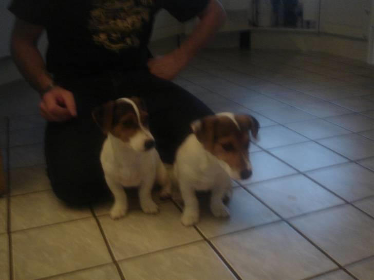 Jack russell terrier Ronaldo - Her sidder han sammen med sin bror Tjalfe (ikke min) billede 7
